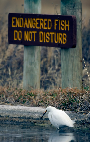 Egret fishing in front of endangered fish park sign