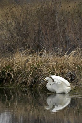 White egret reflected in the water of a cienega.