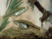 PecosGambusia1.jpg