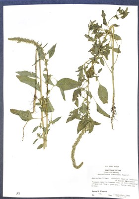 Dried plant specimen