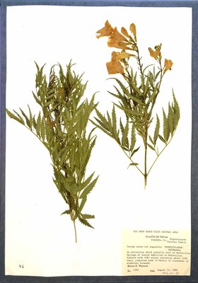 dried plant with yellow flowers