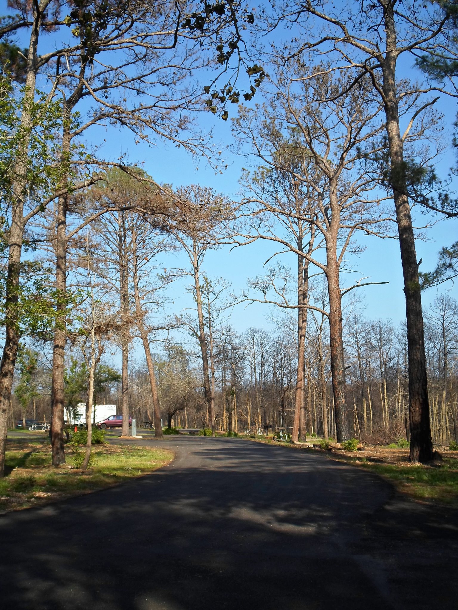 Campsites #16-21 in the Piney Hill Campground.