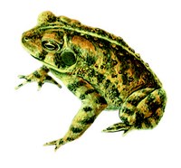 illustration of toad