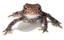 Houston toad photo