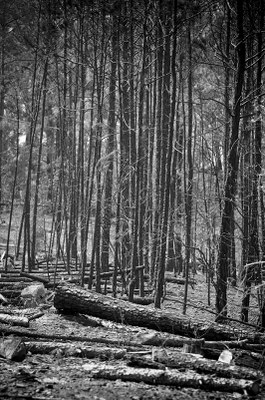 Trees after fire.