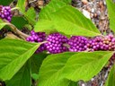 beautyberry shurb with magenta berries