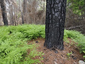 Ferns growing under burned tree trunks