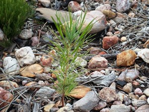 Tiny pine seedling