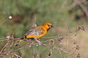 orange bird perched on twig