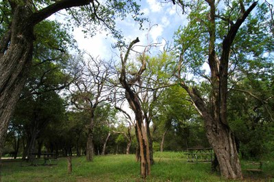 Grove of trees