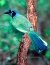 Colorful green bird perched on a tree limb