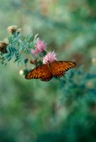 Butterfly gathering nectar from a flower bloom