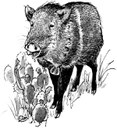 Javelina