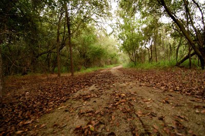 Leaf-covered trail with trees arching overhead