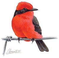 VermillionFlycatcher_807x800.gif