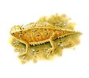 Horned Lizard illustration