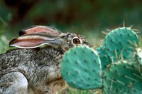 Jackrabbit hiding behind prickly pear pads