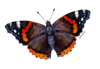 Red Admiral butterfly
