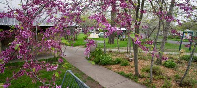 Redbuds in Bloom at Blanco SP