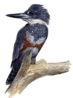 Drawing of belted kingfisher perched on a branch