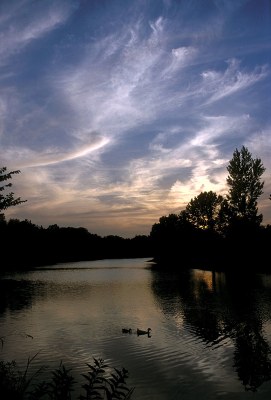 Ducks floating on the river at sunset.