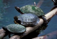 Three red-eared sliders perched on a log in the river.