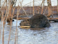 Beaver chewing on stick in shallow water