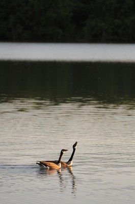 Two Canada geese floating on the lake