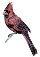 Illustration of Northern cardinal