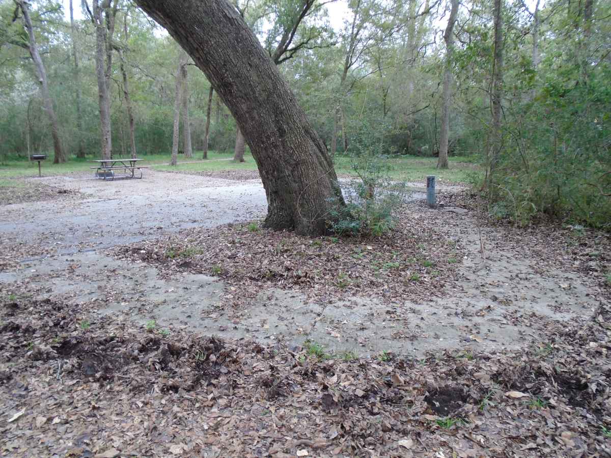 Campsite #100 in the Burr Oak Camping Area.