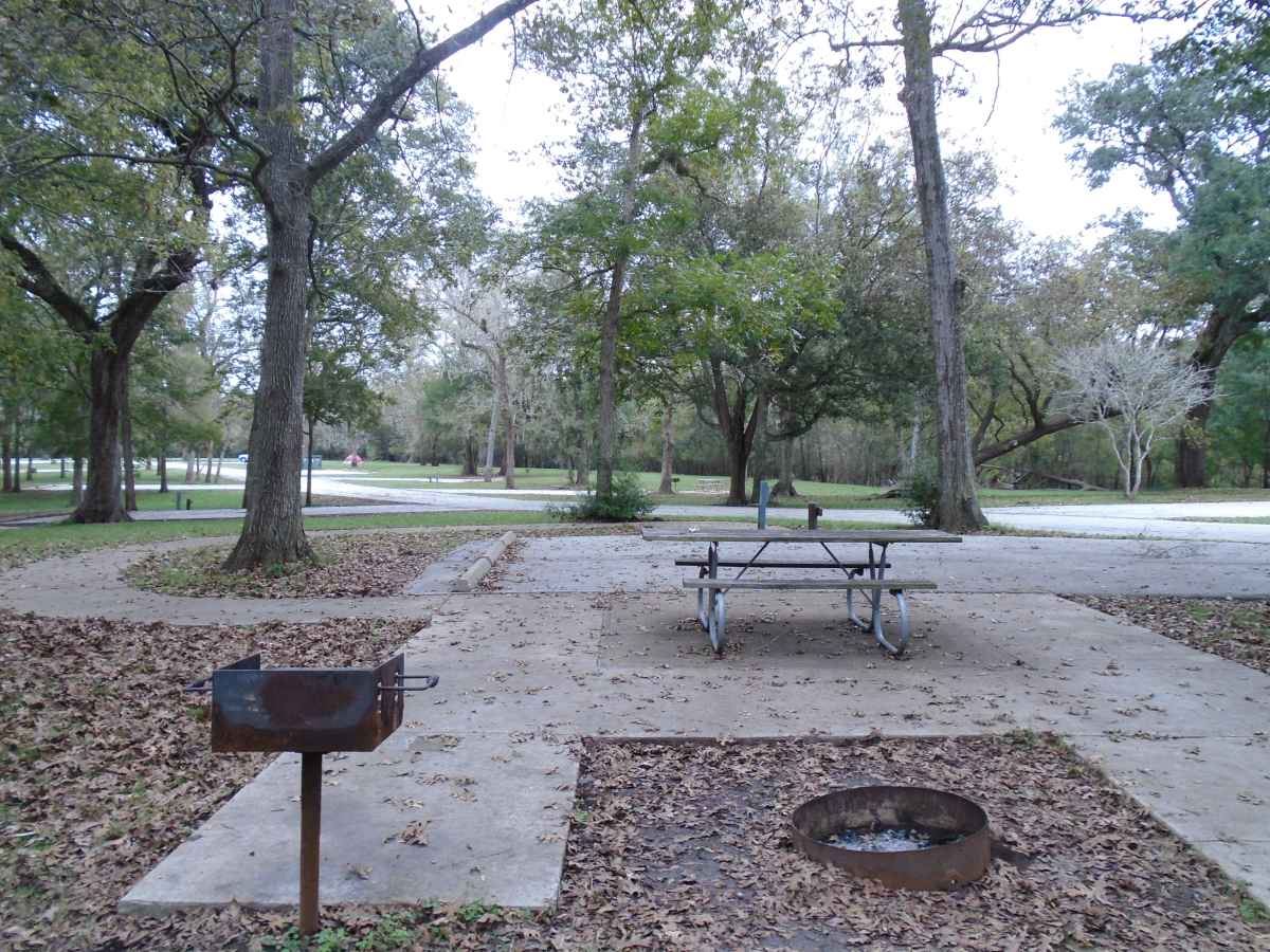 Campsite #203 in the Red Buckeye Camping Area.