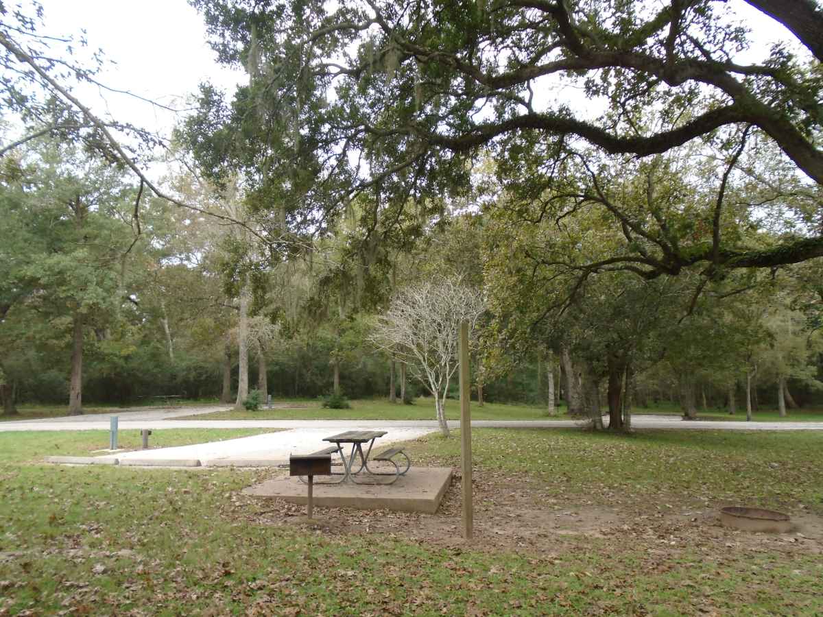 Campsite #204 in the Red Buckeye Camping Area.