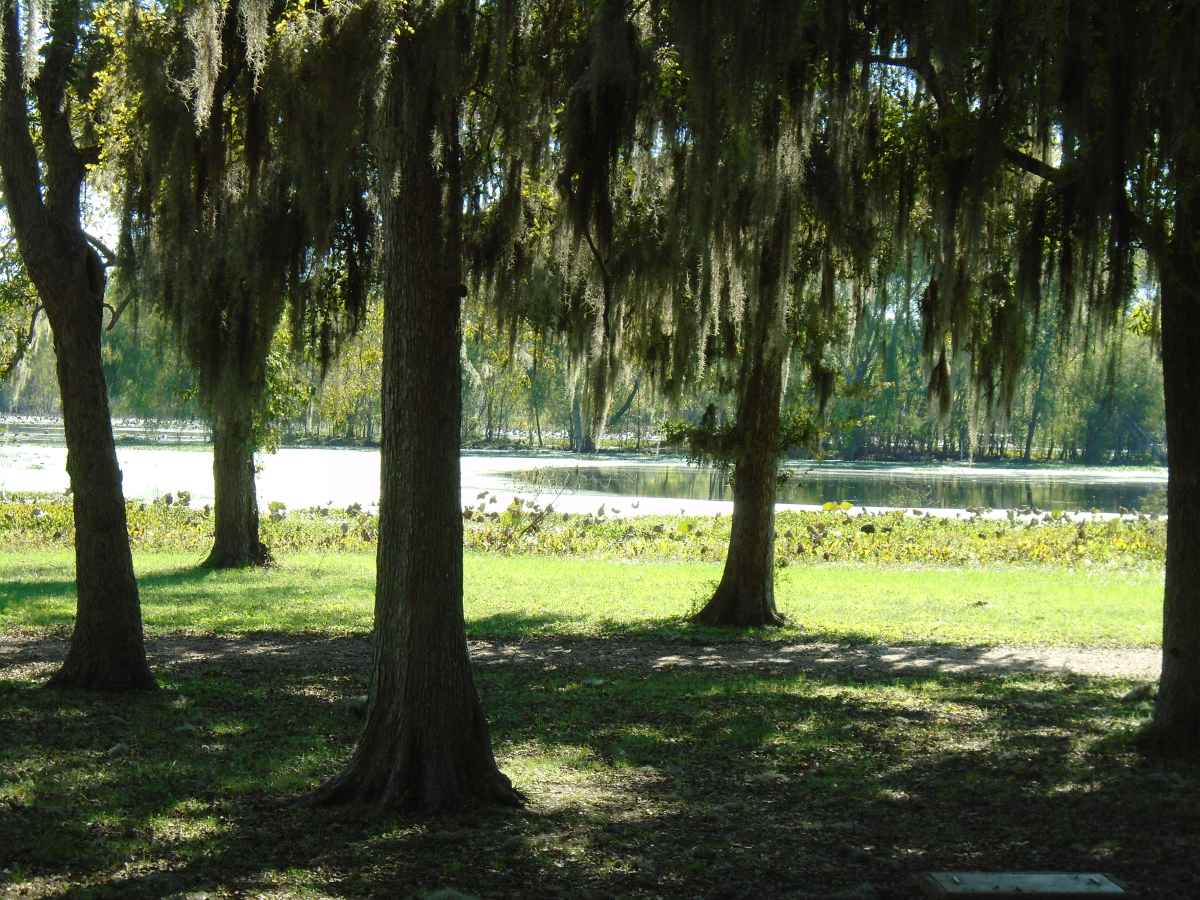 A view from Pavilion #1 in the Elm Lake area.