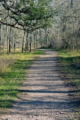Trail winding off into the woods