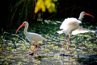 Two American white ibis
