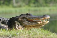 Alligator