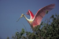 Flamingo in tree