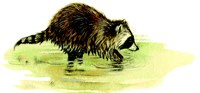 raccoon in shallow water