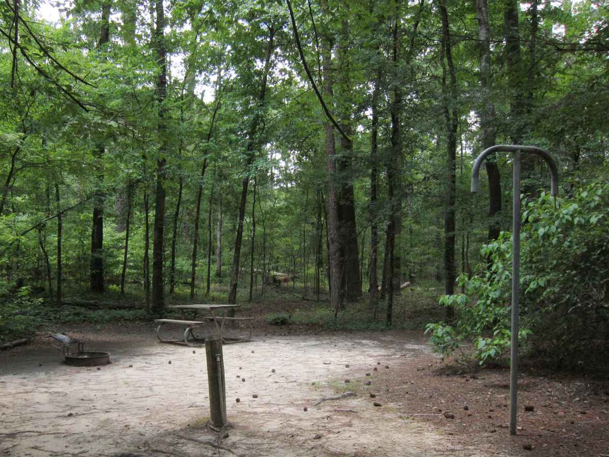 Basic Campsite 47 in the Mill Pond Camping Area. 