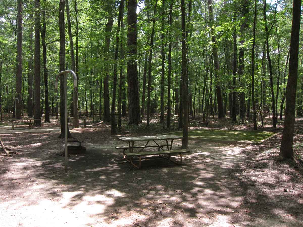 Basic Campsite 55 in the Mill Pond Camping Area. 