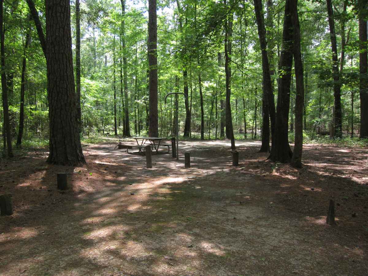 Basic Campsite 58 in the Mill Pond Camping Area. 