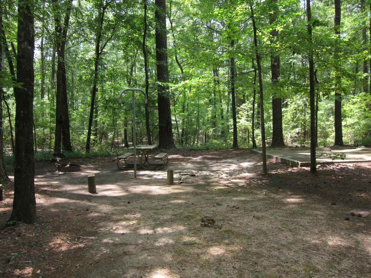 Basic Campsite 59 in the Mill Pond Camping Area.