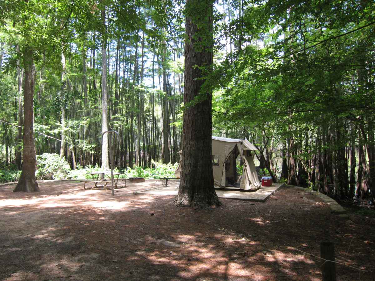 Basic Campsite 65 in the Mill Pond Camping Area. 