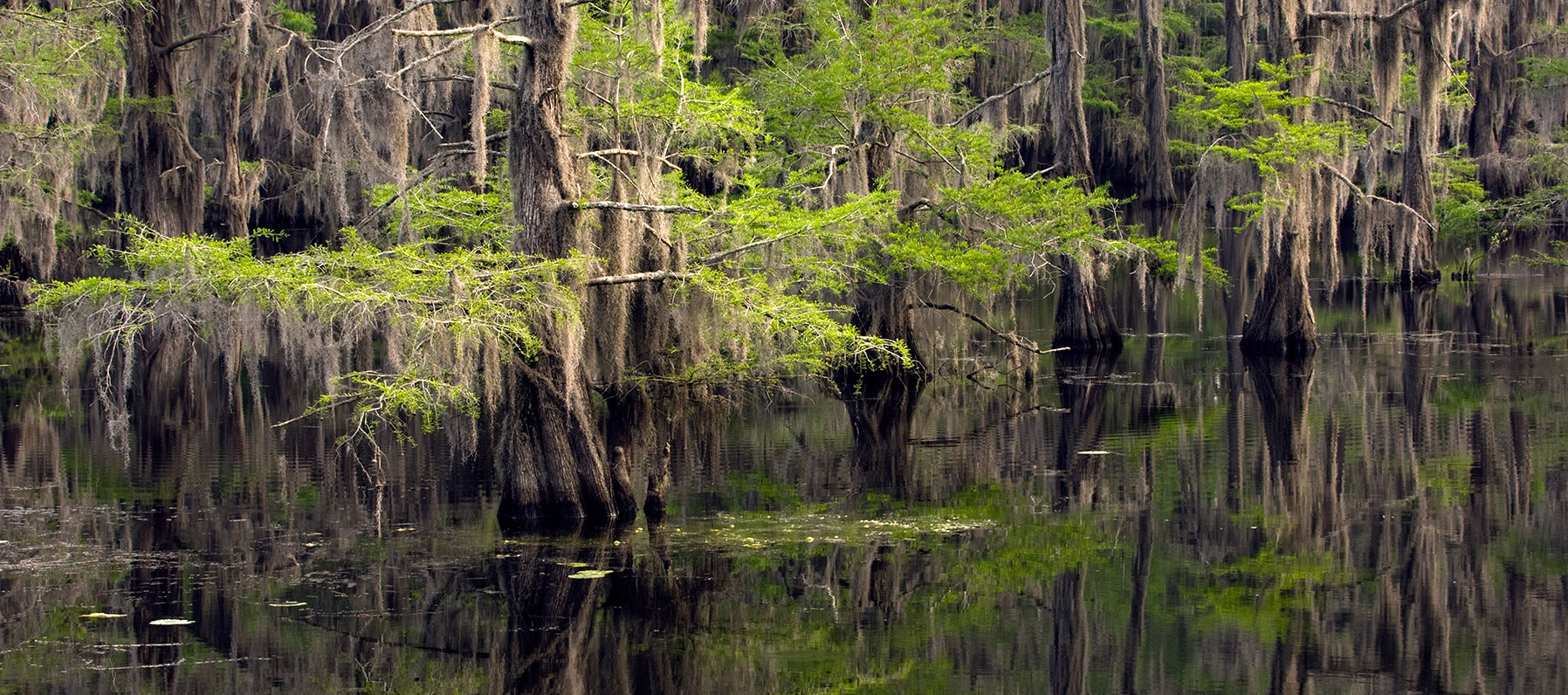 Caddo Lake and Cypress Trees