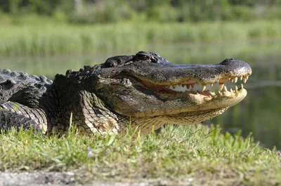 American Alligator