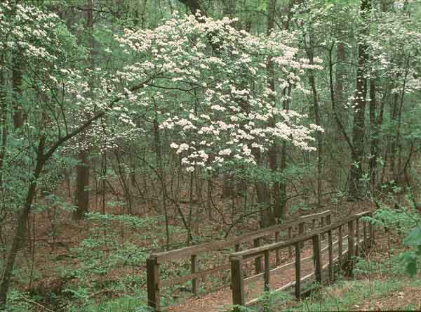 caddo-dogwood600.jpg