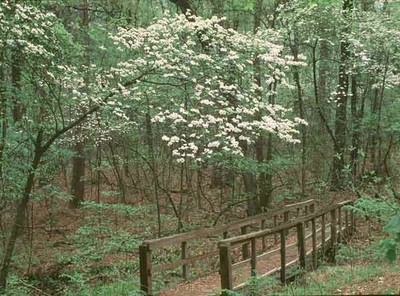 caddo-dogwood600.jpg
