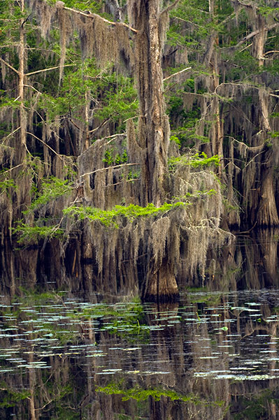Caddo-Lake_0033_600p.jpg