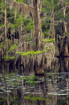 Caddo-Lake_0033_600p.jpg