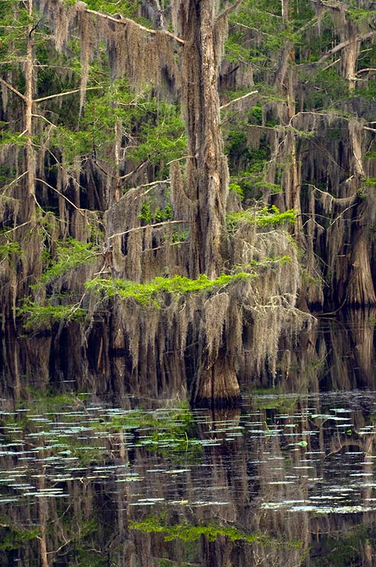 Caddo-Lake_0033_800p.jpg
